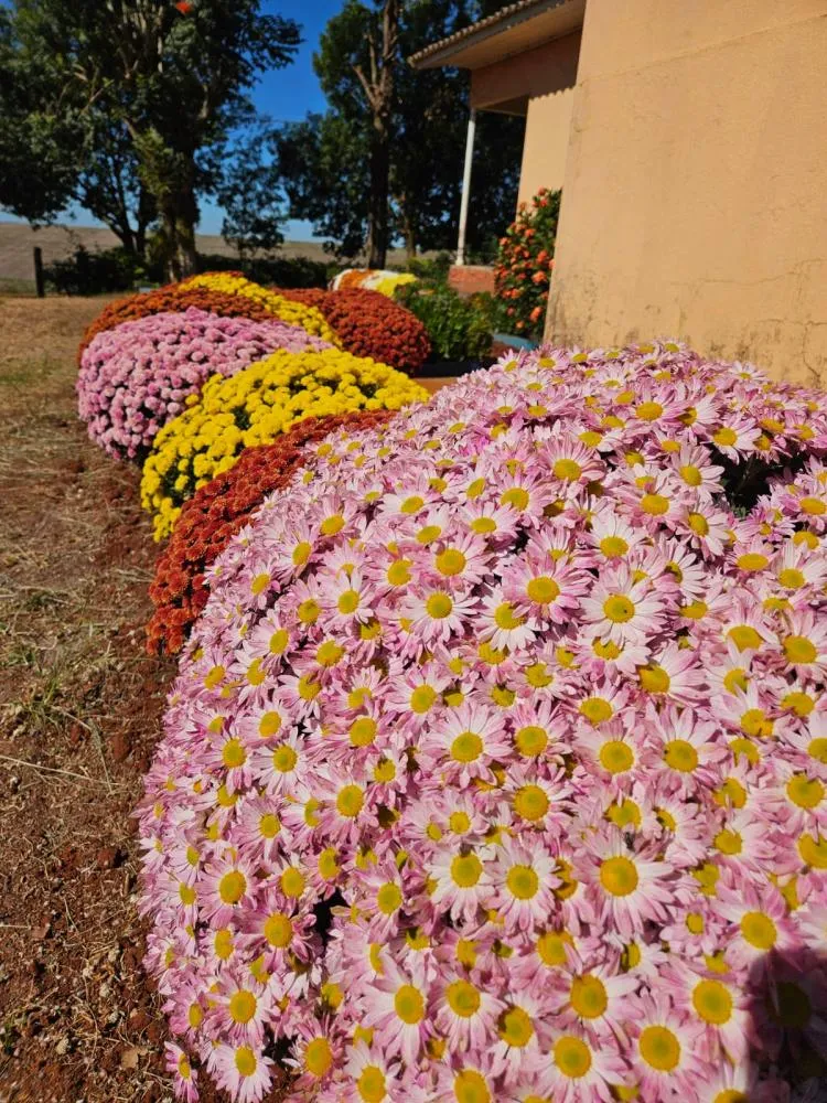 Secretária realiza visita e conhece práticas para o cultivo de flores