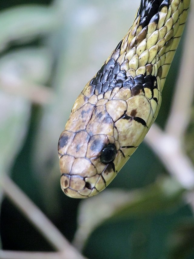 Foto: Wikimedia Commons