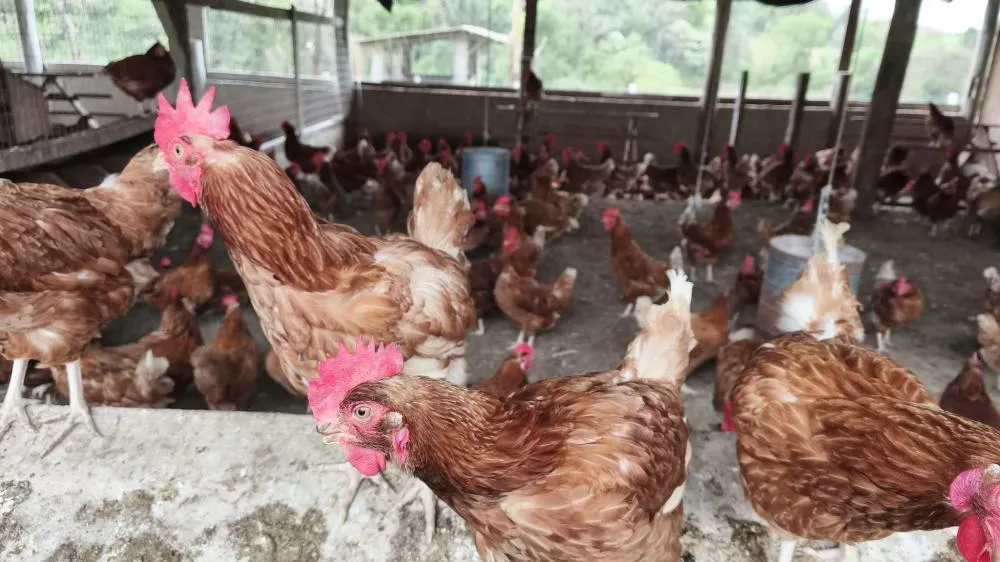 Prefeitura promove formalização de agroindústrias em comunidades rurais