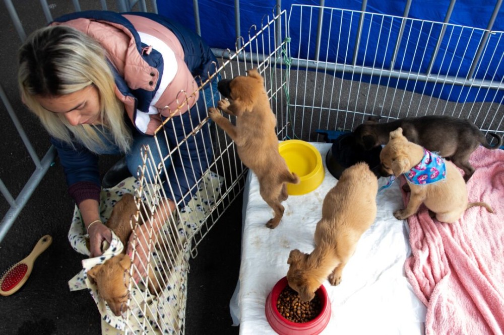Feira de adoção de animais no Shopping Total busca aumentar número de cães adotados. Foto: Isabelle Rieger/Sul21