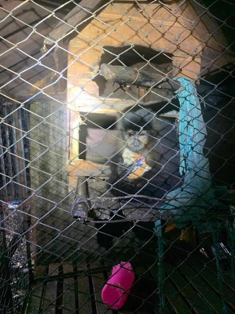Homem é preso em flagrante em Chiapetta por posse ilegal de arma, munições, contrabando e animais silvestres
