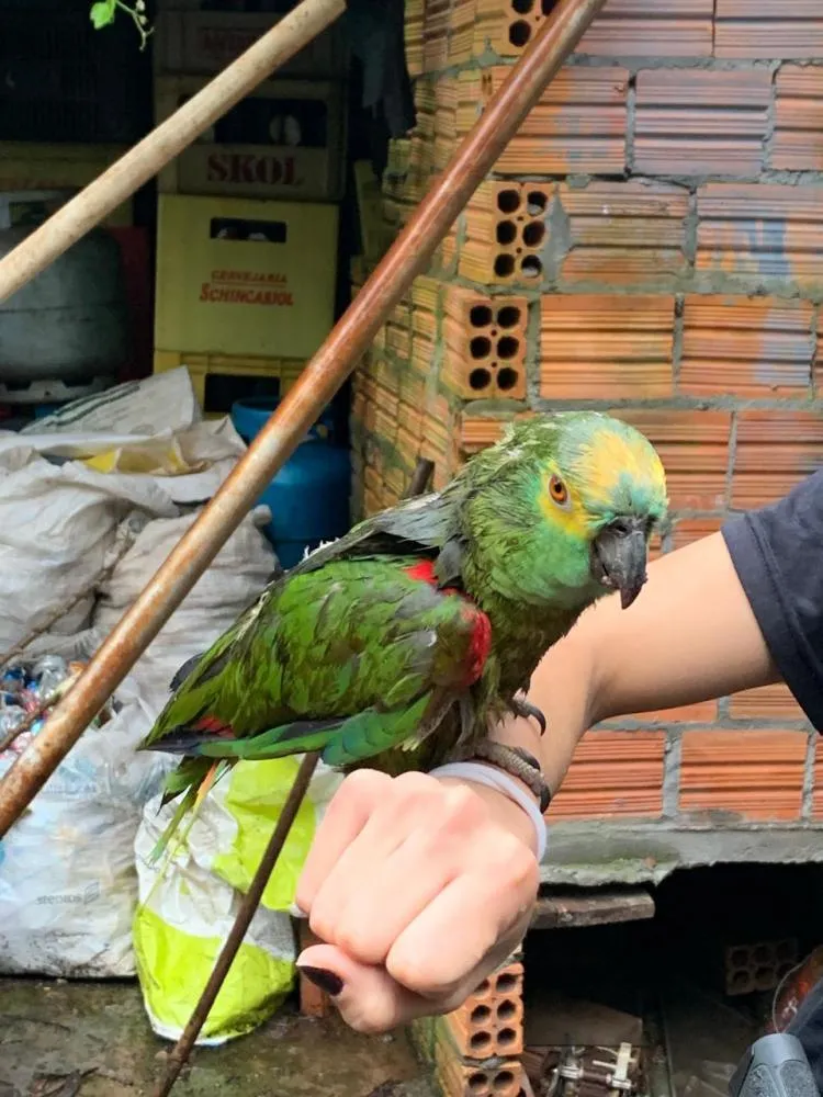 Homem é preso em flagrante em Chiapetta por posse ilegal de arma, munições, contrabando e animais silvestres