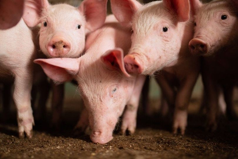 Foto: Divulgação/Sistema Faep