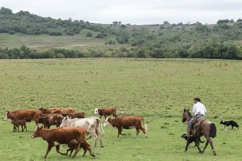 Pampa pode ser exemplo de pecuária sustentável, mas caminha a passos lentos na conservação