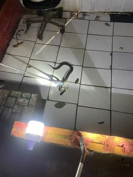 Bombeiros Voluntários capturam serpente em residência de Tenente Portela