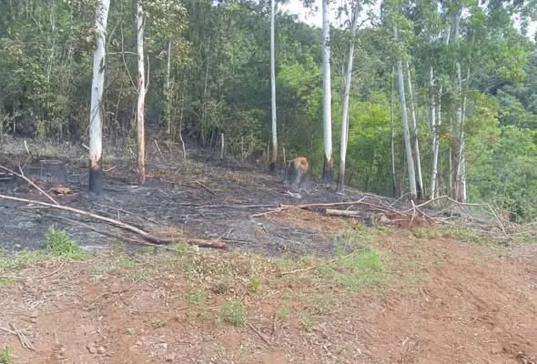 Bombeiros Voluntários combatem incêndio em vegetação no interior de Tenente Portela