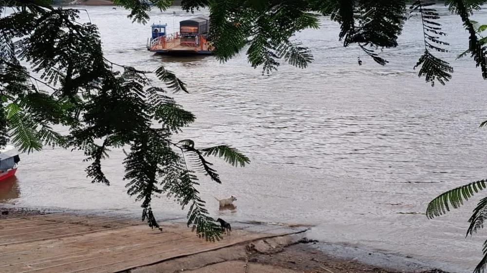 Calor intenso leva animais a buscarem alívio às margens do Rio Uruguai em Barra do Guarita