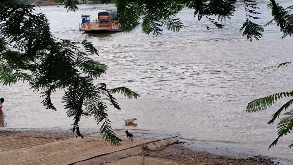 Calor intenso leva animais a buscarem alívio às margens do Rio Uruguai em Barra do Guarita