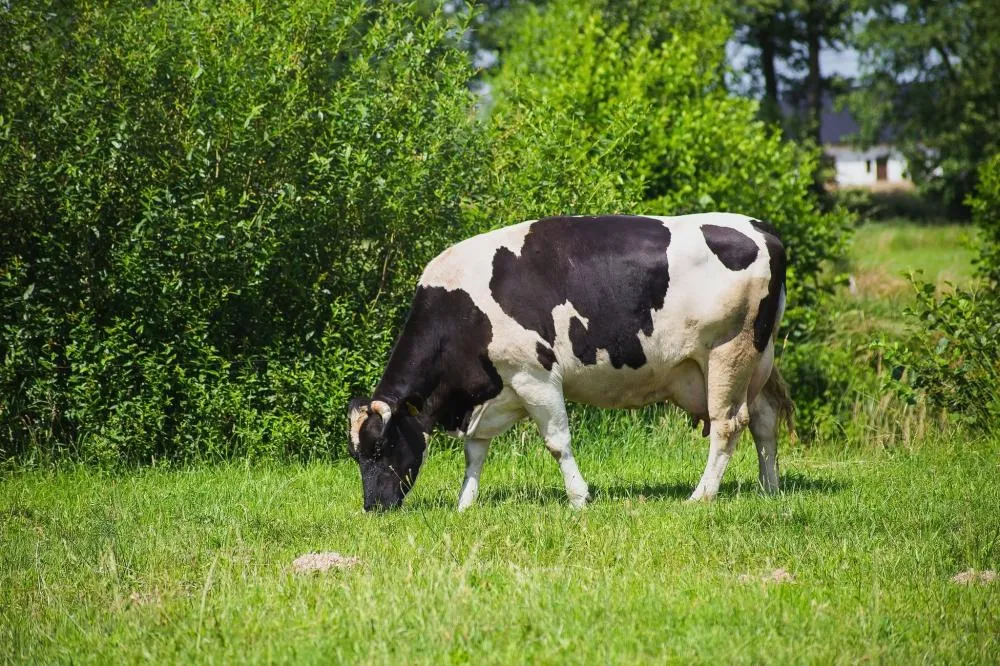 Barra do Guarita inicia distribuição de vacinas contra a raiva bovina