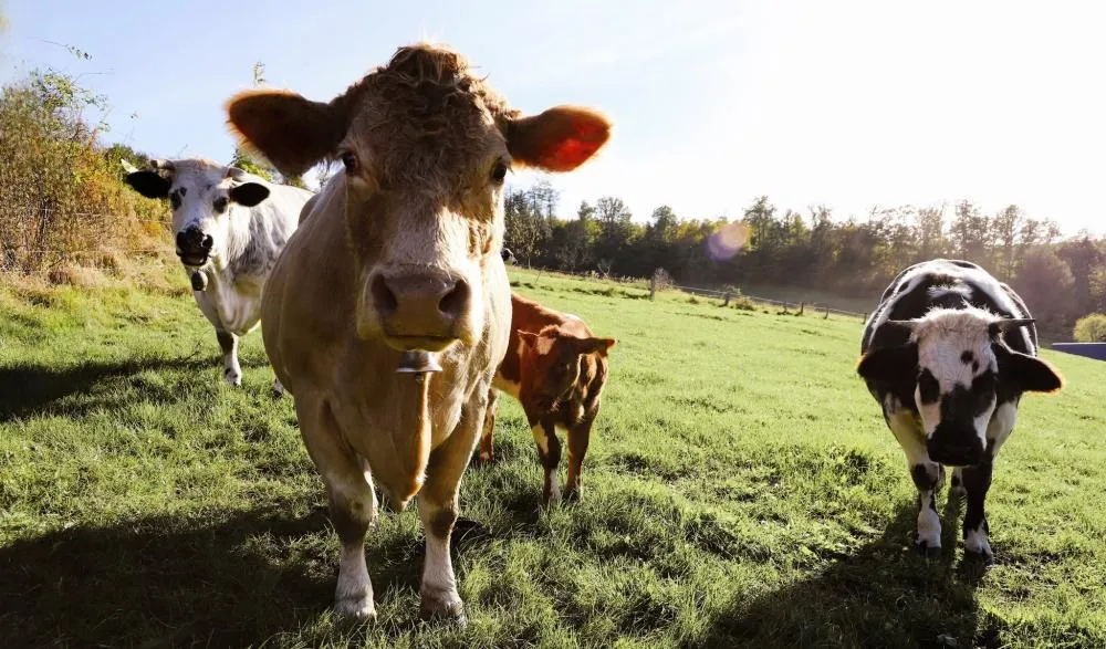 Barra do Guarita inicia distribuição de vacinas contra a raiva bovina