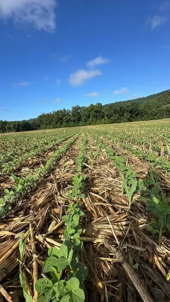 Safra de soja em Vista Gaúcha segue com bom desenvolvimento, mas estiagem preocupa
