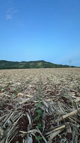 Safra de soja em Vista Gaúcha segue com bom desenvolvimento, mas estiagem preocupa