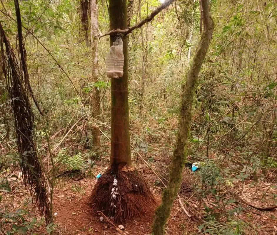 Fiscalização encontra acampamento ilegal no Parque Estadual do Turvo