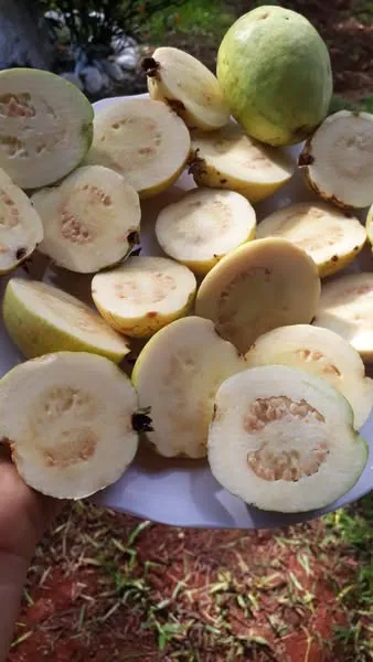 Goiaba branca ressurge e agricultora de Vista Gaúcha inicia campanha de preservação