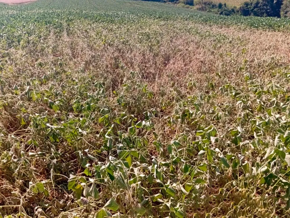 Município decreta situação de emergência devido à estiagem
